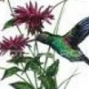 Profile picture for user colibri