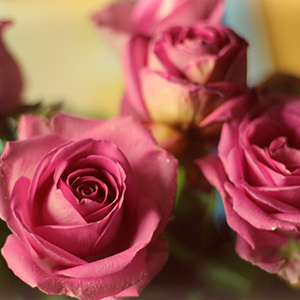 bouquet de roses couleur rose