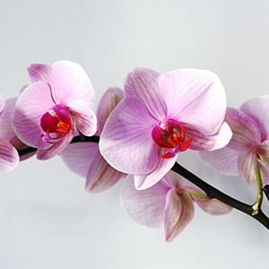 fleurs orchidee