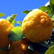 Anti cernes : Le citron