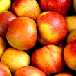 La pomme, un coupe-faim naturel