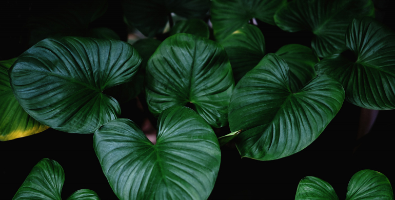 Photo d'un salon avec plante dépolluante