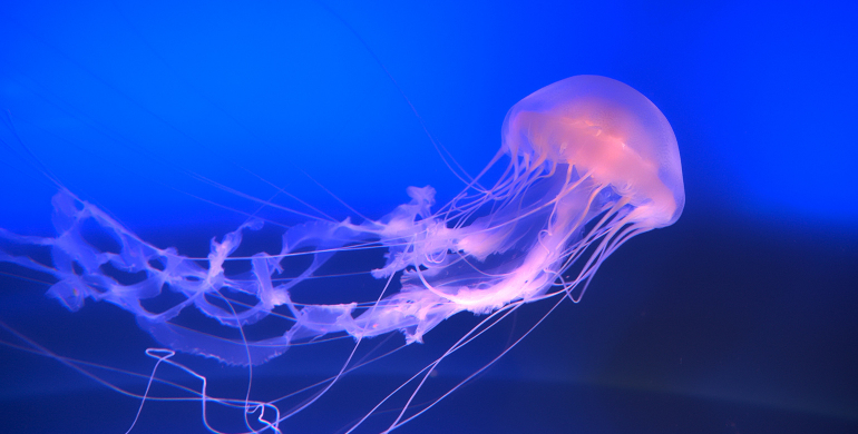 meduse