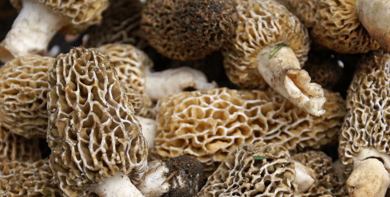 cuisson morilles