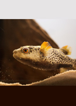 Aliment toxique : Le Fugu ou "Poisson gonflé"