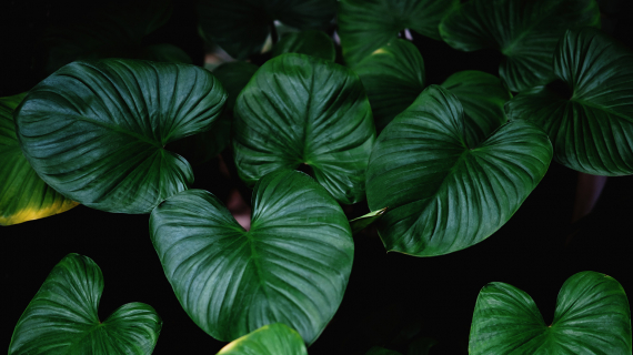 Photo d'un salon avec plante dépolluante