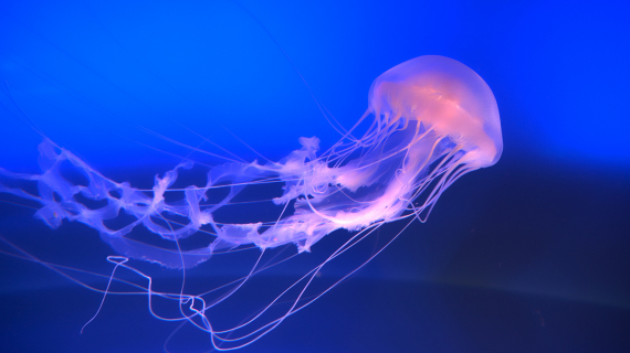 meduse