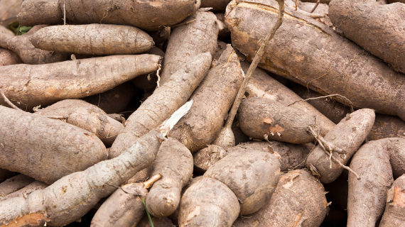 cuisson manioc