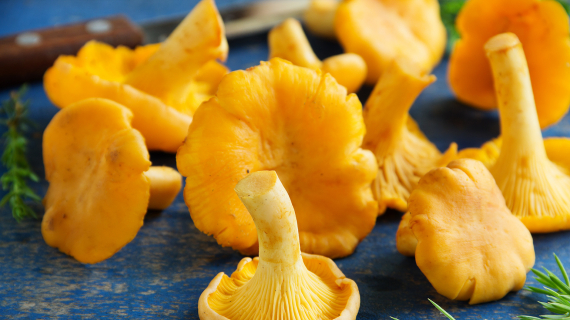 cuisson girolles