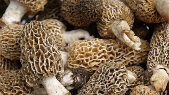 cuisson morilles