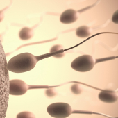 spermatozoides